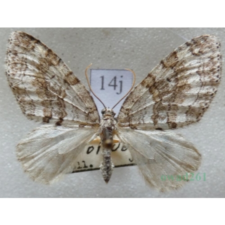 Nothocasis sertata (Hübner, 1817) Płatynka jaworówka Czech14j